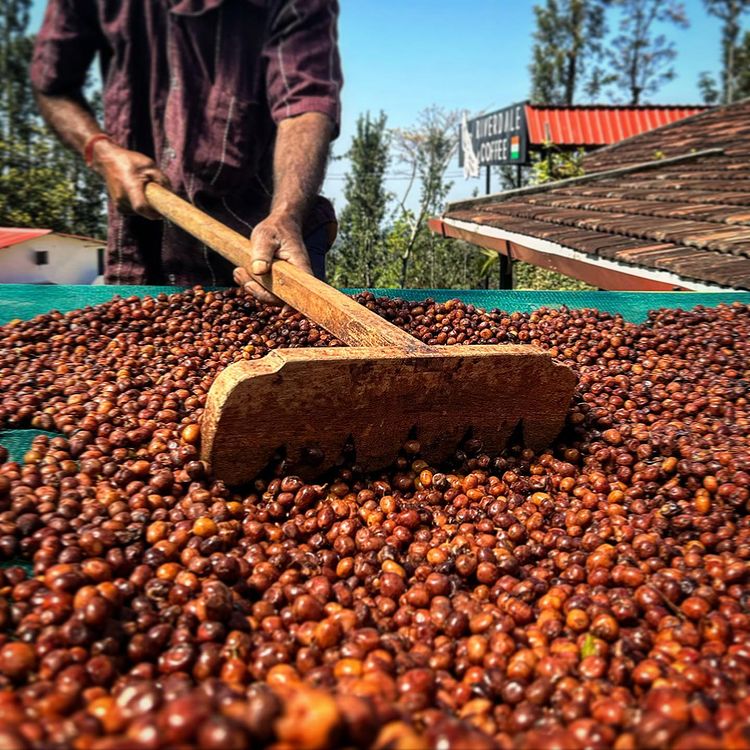 KB Coffee Roasters - Riverdale Espresso Coffee India