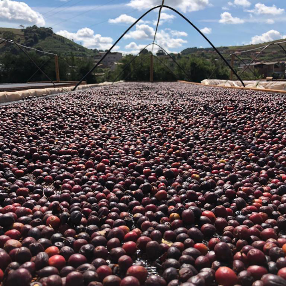 Cafes Muda Ca Passe Creme Specialty Coffee Drying