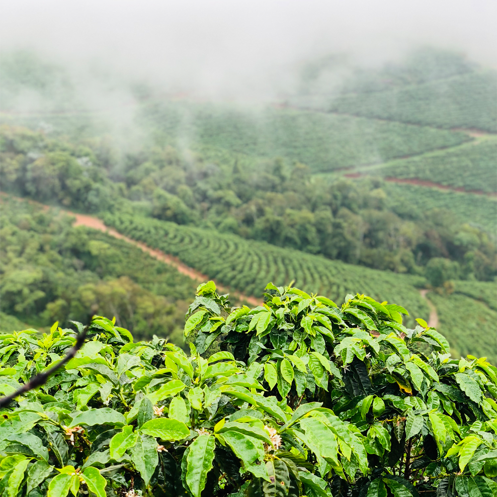 Cafes Muda Ca Passe Creme Specialty Coffee Farm