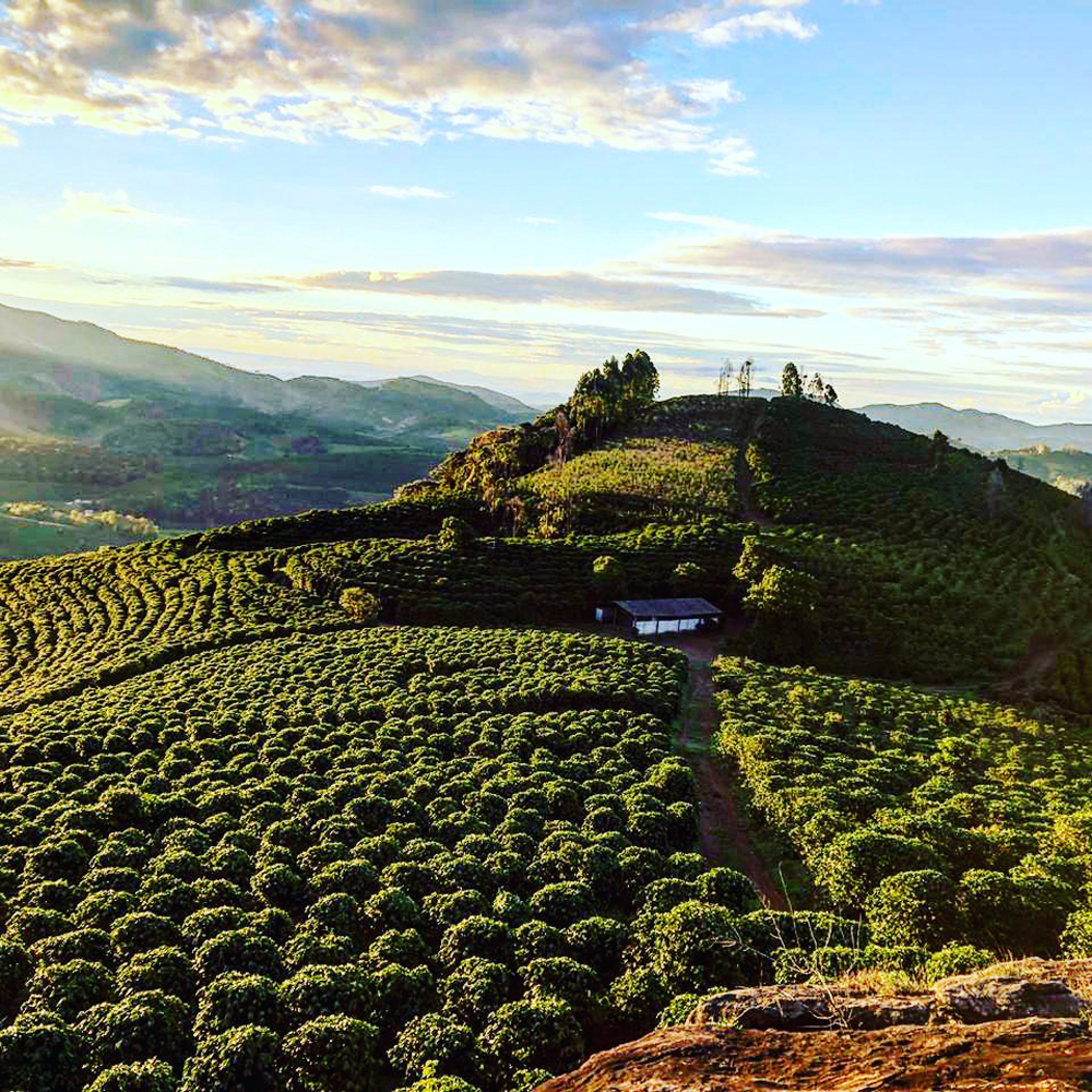 Cafes Muda Ca Passe Creme Specialty Coffee Farm