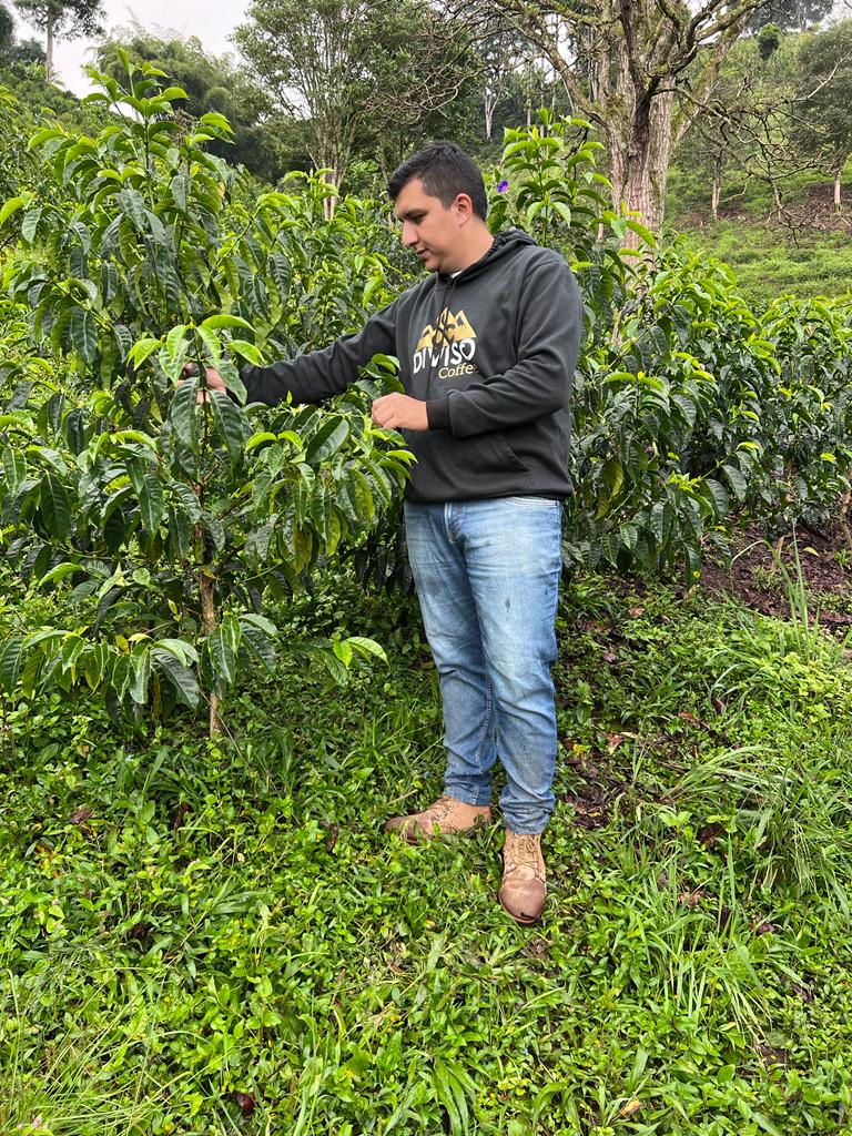 Cafes Muda Nestor Lasso Colombia Specialty Coffee Farm