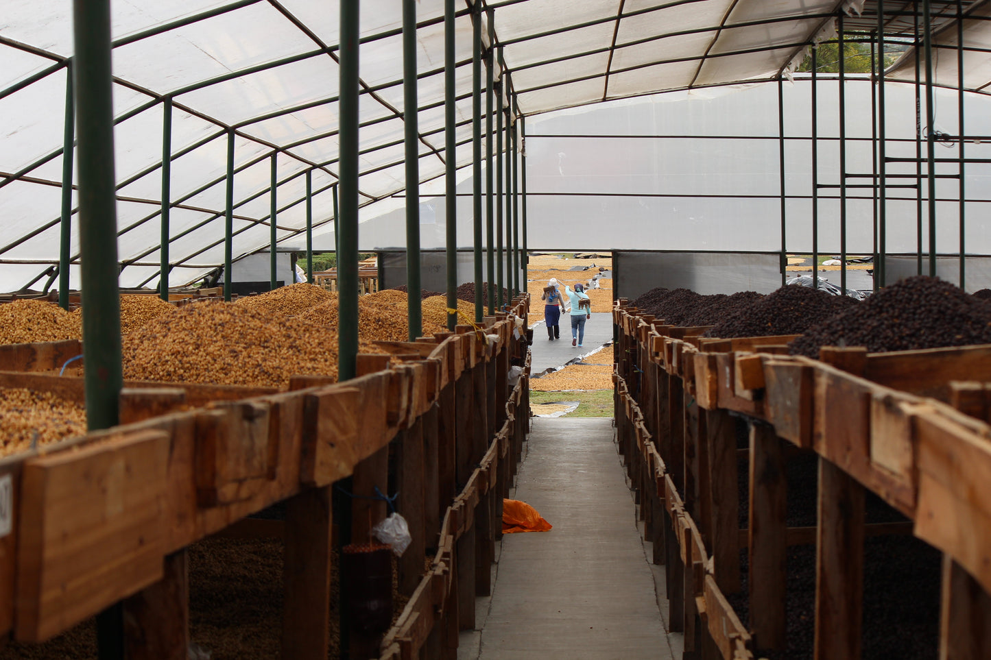 KB Coffee Roasters - Los Placeres Filter Coffee Nicaragua Drying