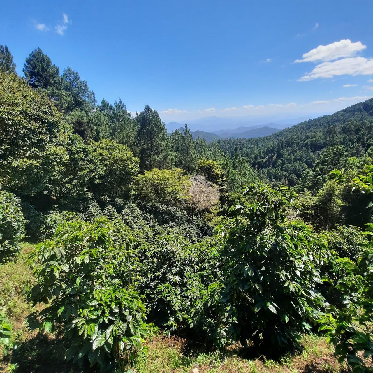 KB Coffee Roasters - Supernatural Filter Coffee Nicaragua Farm
