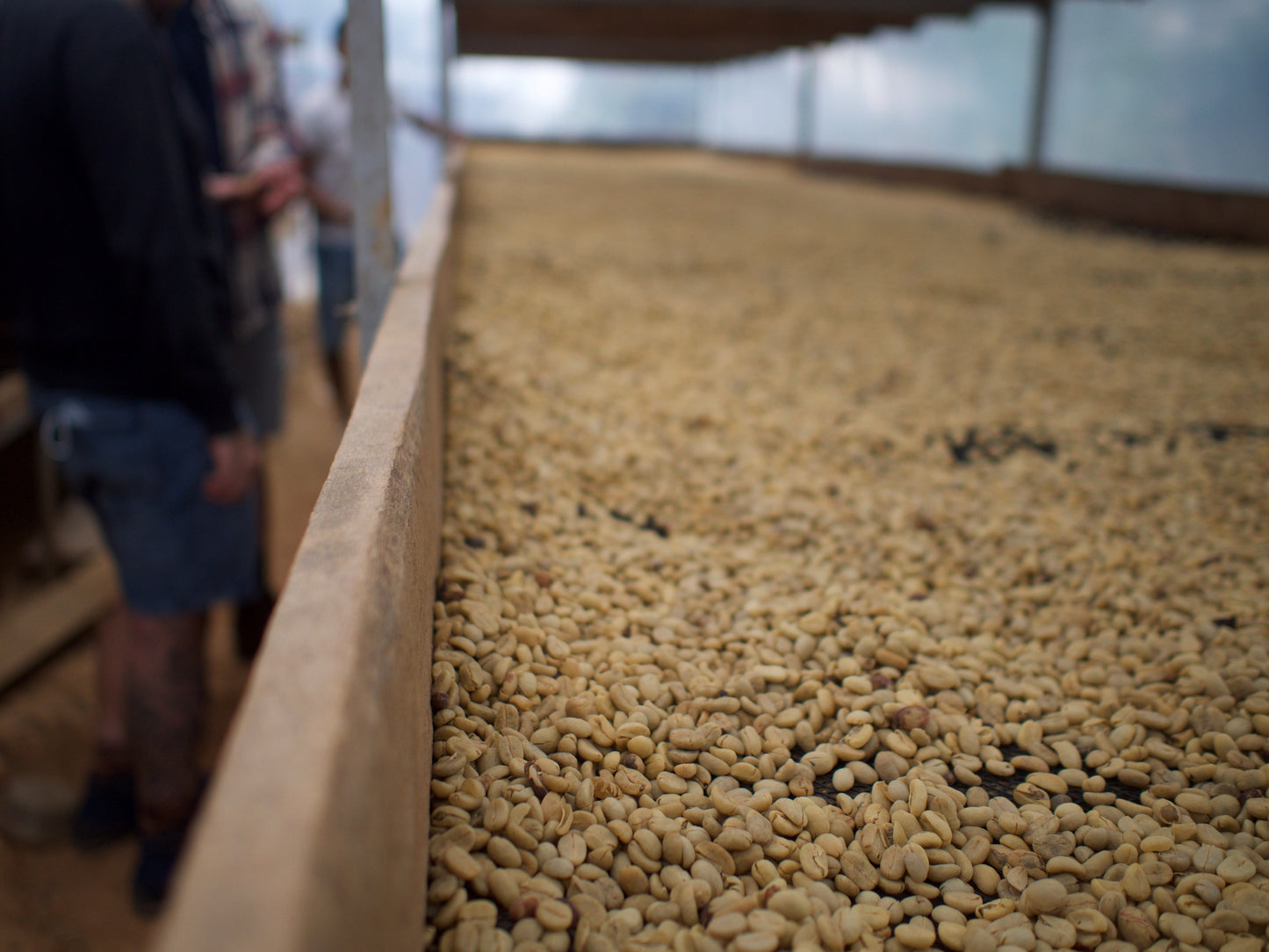 Cafes Muda - David Chilcon Espresso Coffee Peru Drying Bed