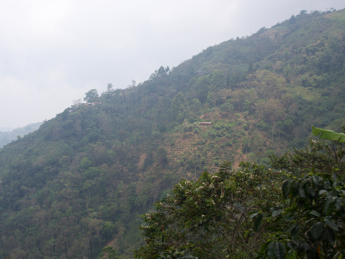 Cafes Muda - David Chilcon Espresso Coffee Peru Farm
