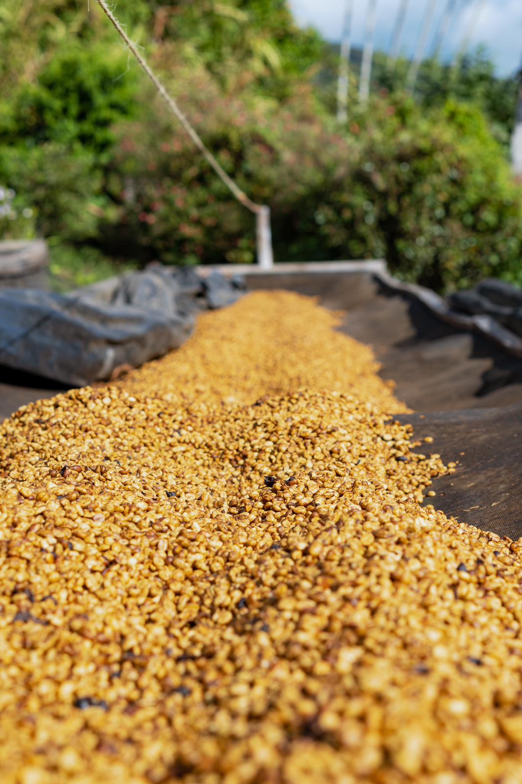Cafes Muda - Las Brisas Espresso Coffee El Salvador Coffee Drying