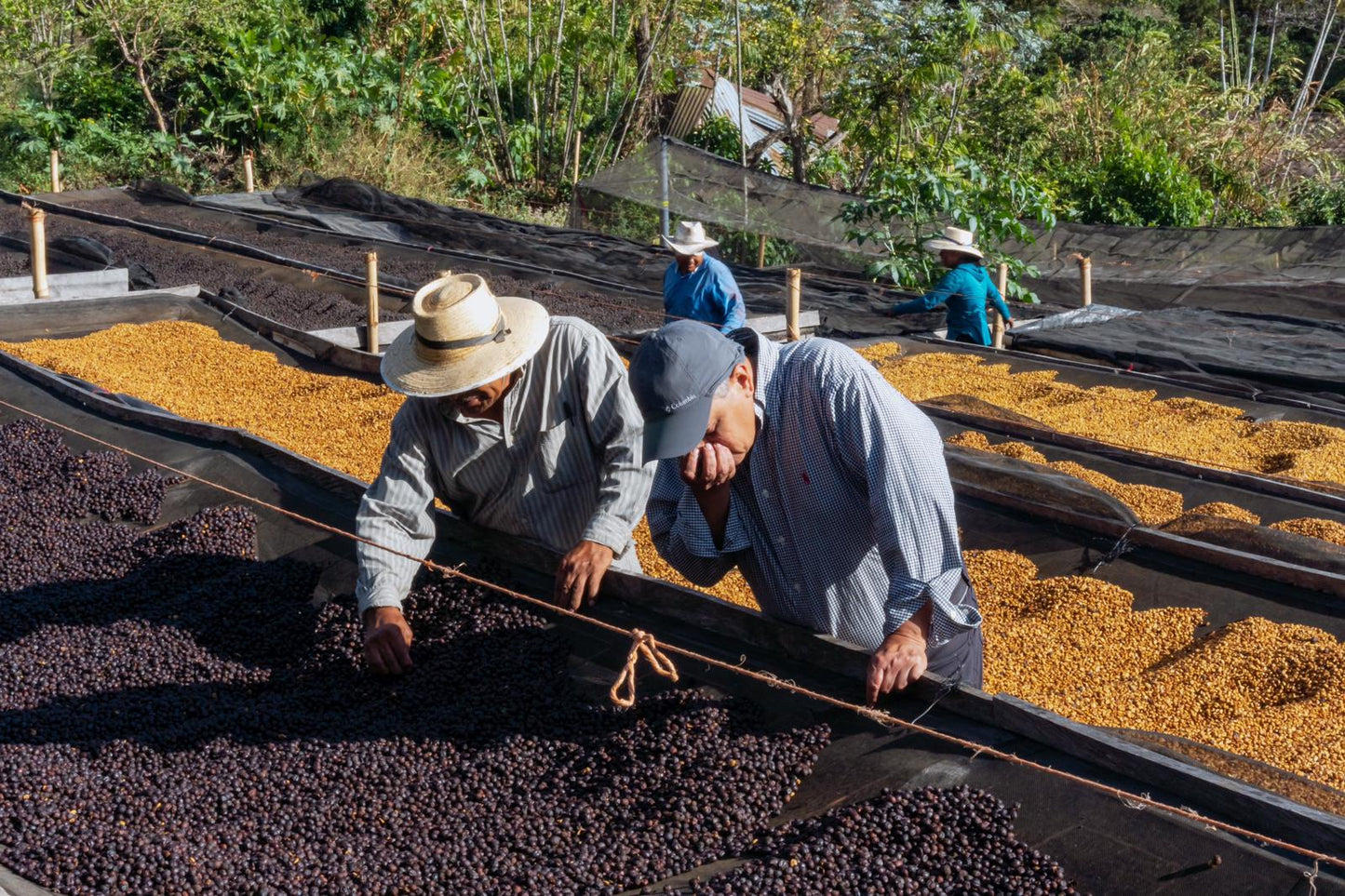 Cafes Muda - Las Brisas Espresso Coffee El Salvador Farm
