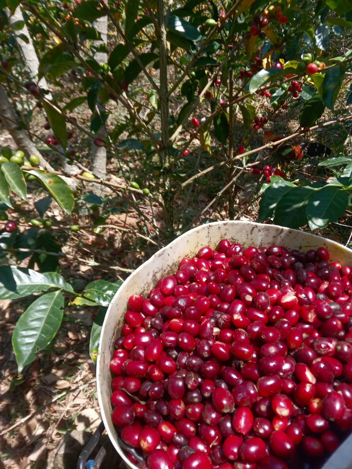 Cafes Muda - Andy LLanos, Geisha, Peru Filter Coffee Cherries