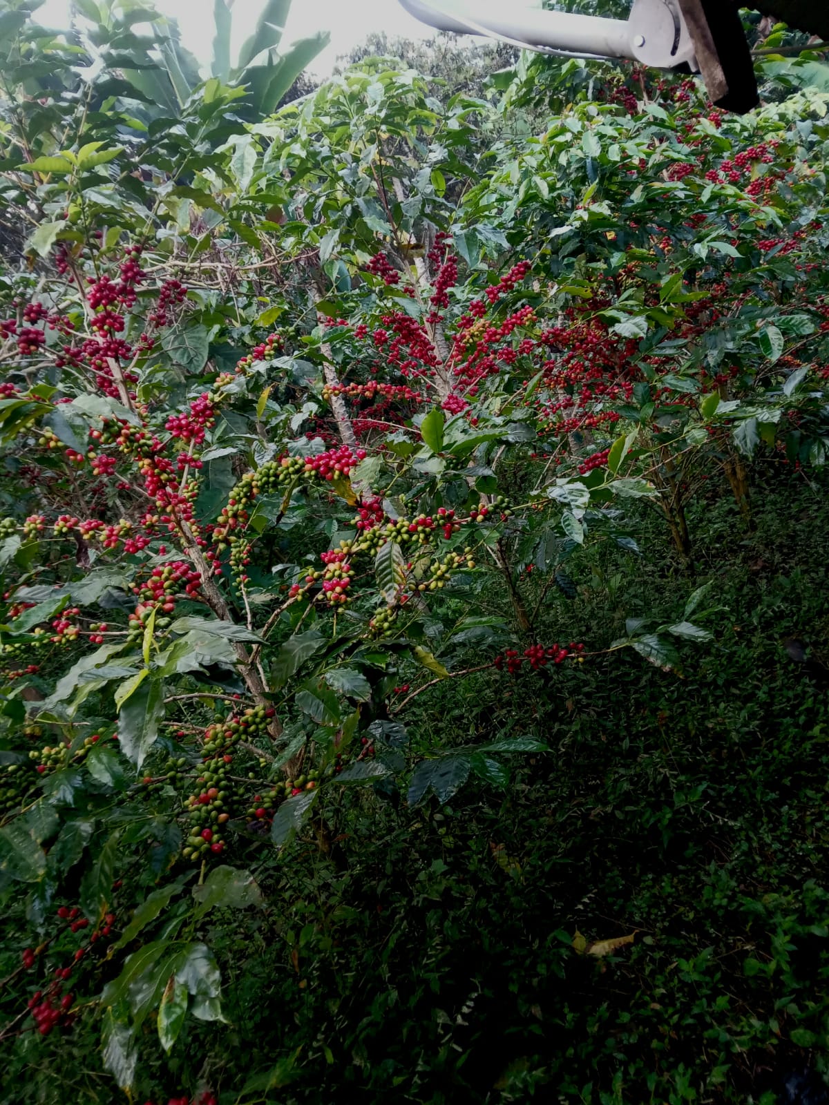 Cafes Muda - Andy LLanos, Geisha, Peru Filter Coffee Farm