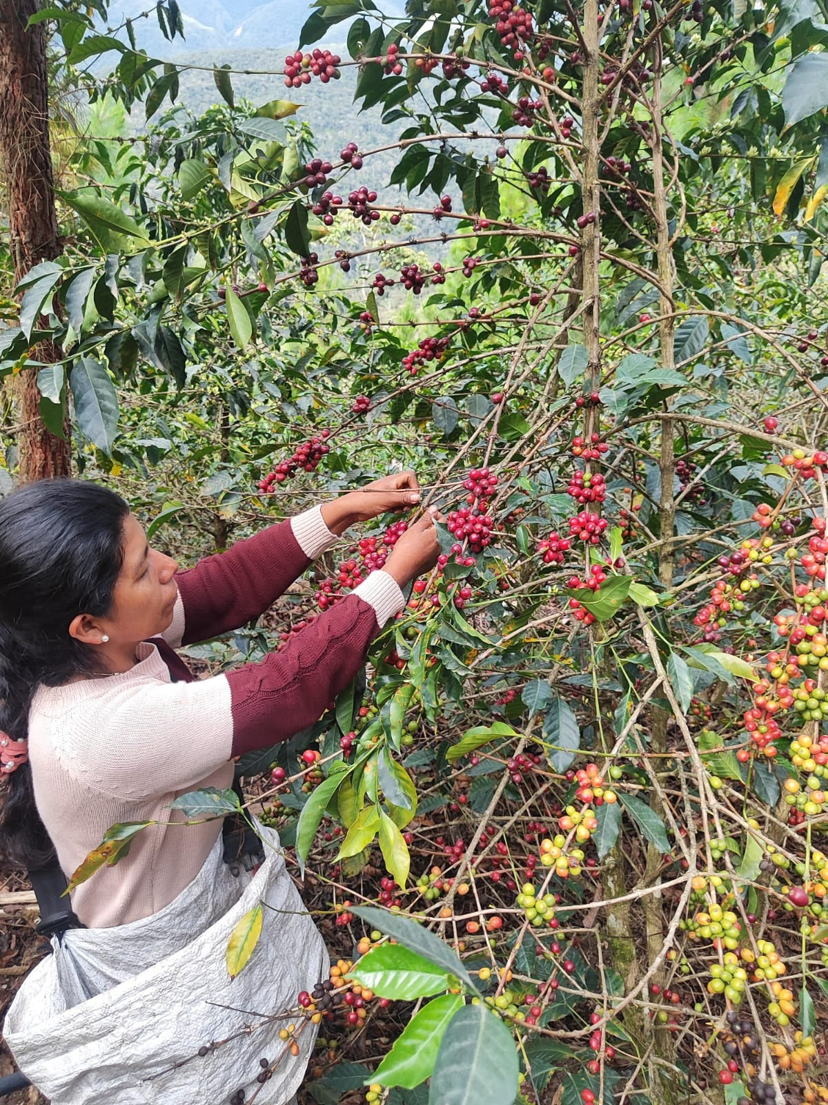 KB Coffee Roasters - Finca Yanacocha, Filter Coffee Peru Grower