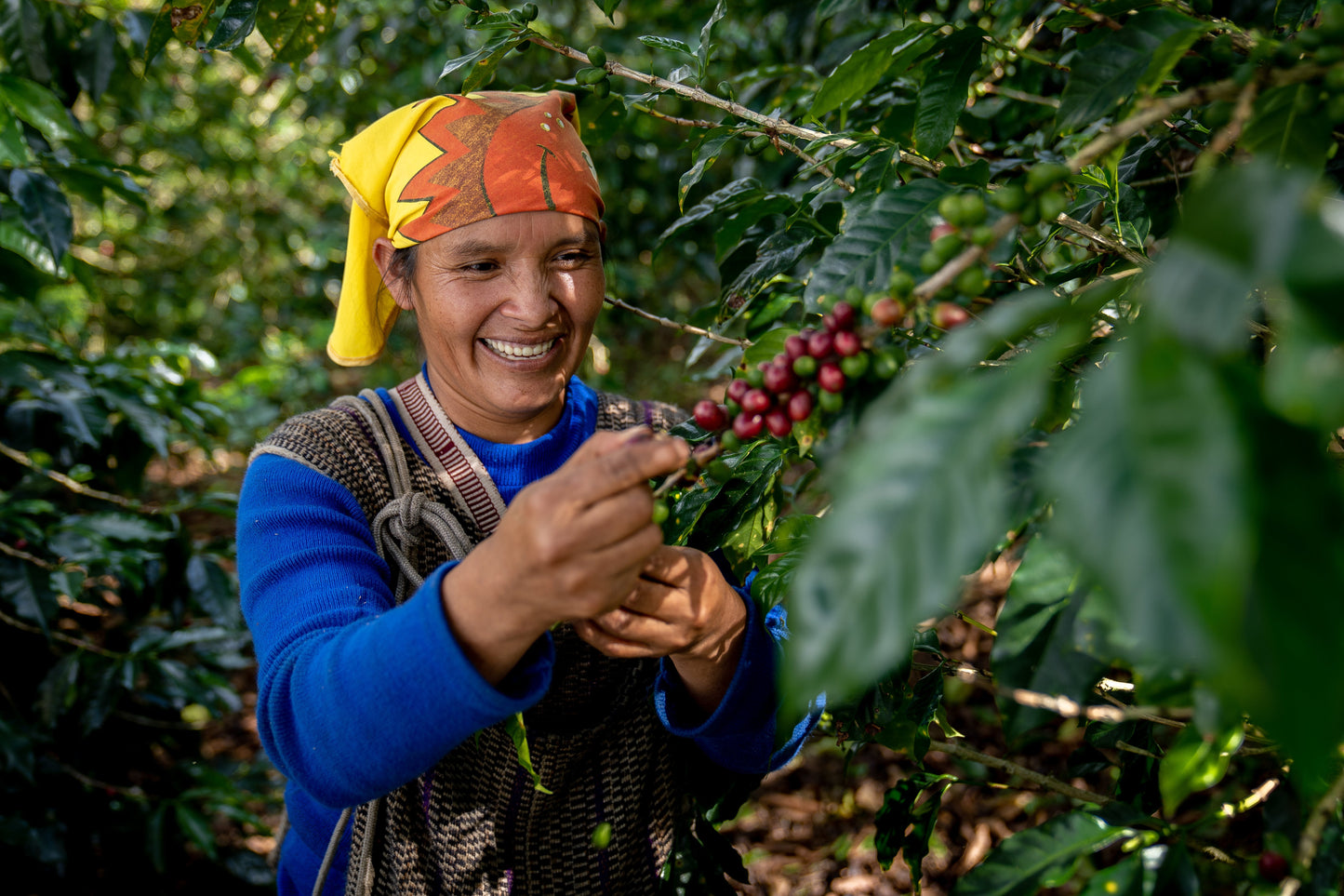 KB Coffee Roasters - Timbuyacu Filter Coffee Peru Farmer