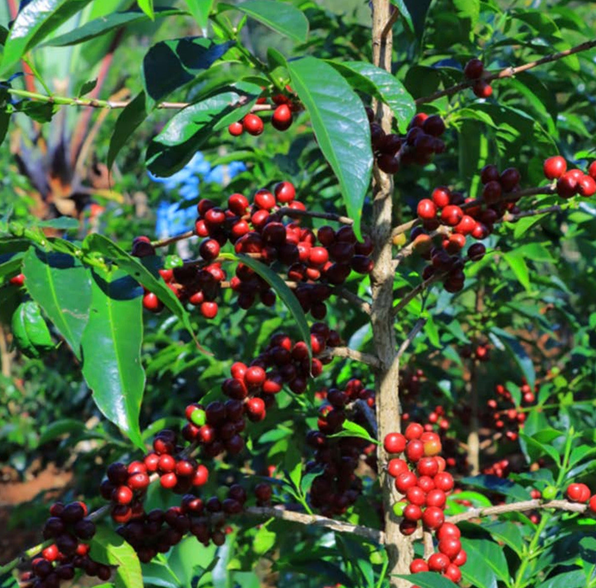 Parcel - ETH-004 Bildimoo Chelchele Specialty Coffee Ethiopia Coffee Cherries