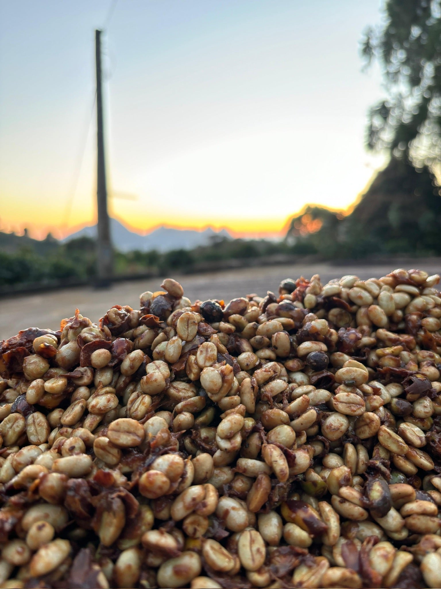 Cafes Muda - Sitio Cordilheiras Arara Variety Brazilian Coffee Honey Process