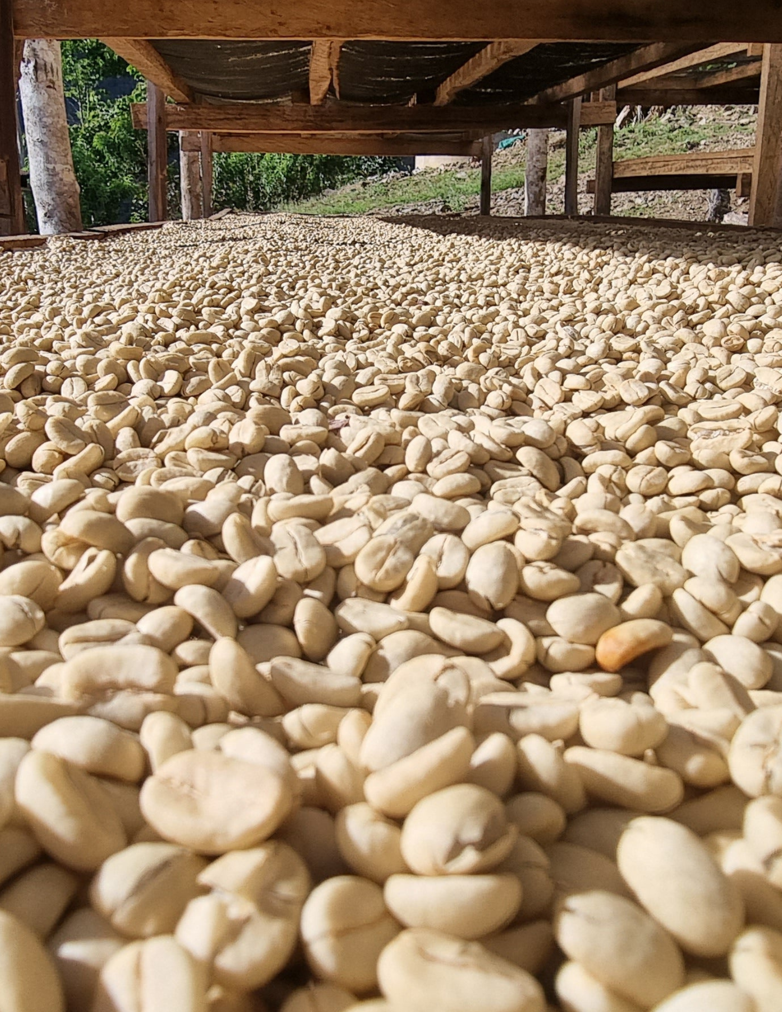 Gust Coffee Roasters - Yolanda Cabrera Peru Espresso Coffee Drying