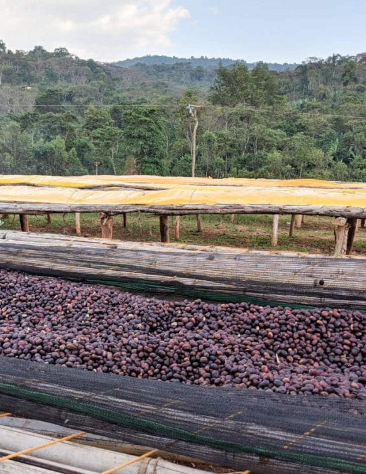 Gust Coffee Roasters - Koke Filter Coffee Ethiopia Drying Beds