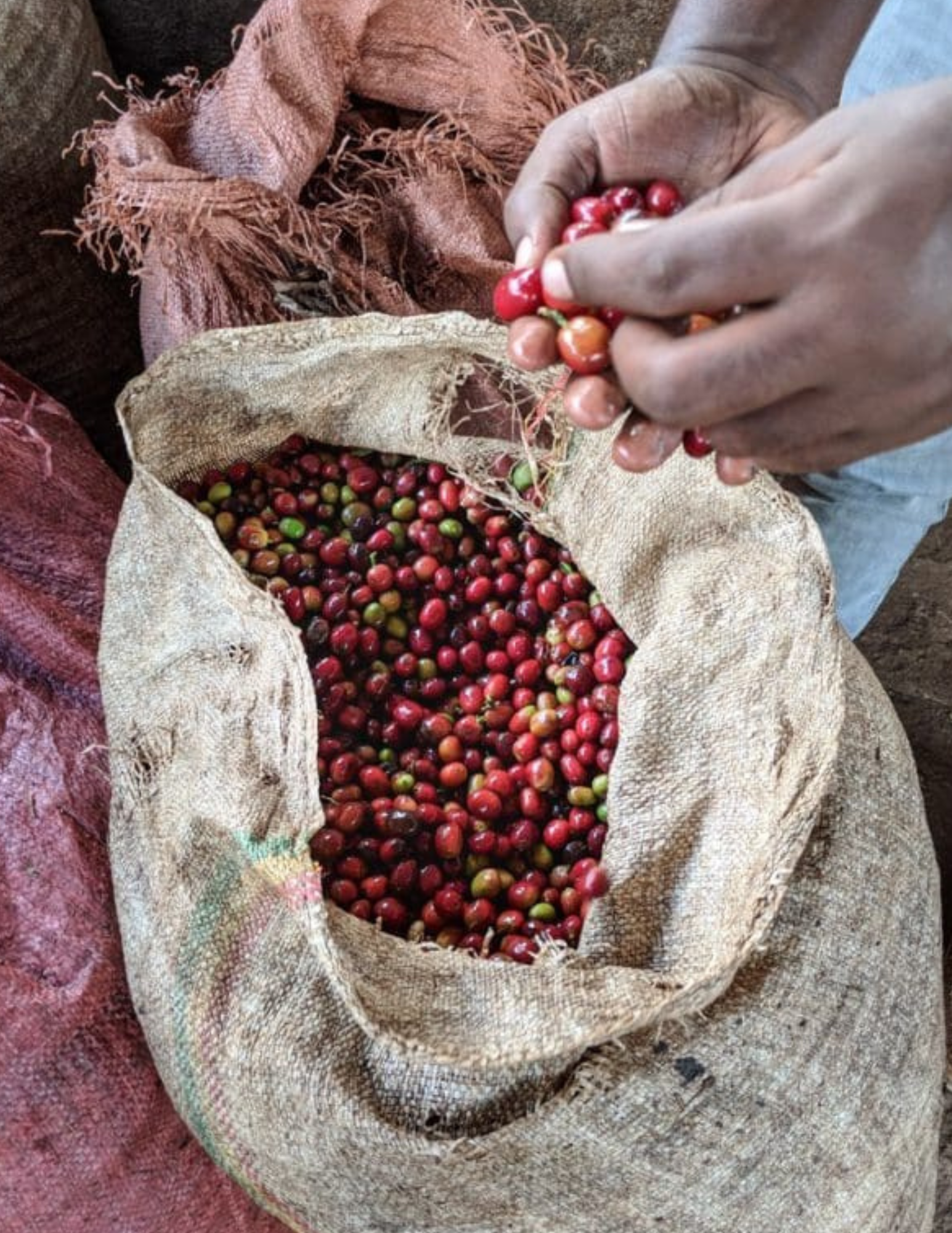 Gust Coffee Roasters - Koke Filter Coffee Ethiopia