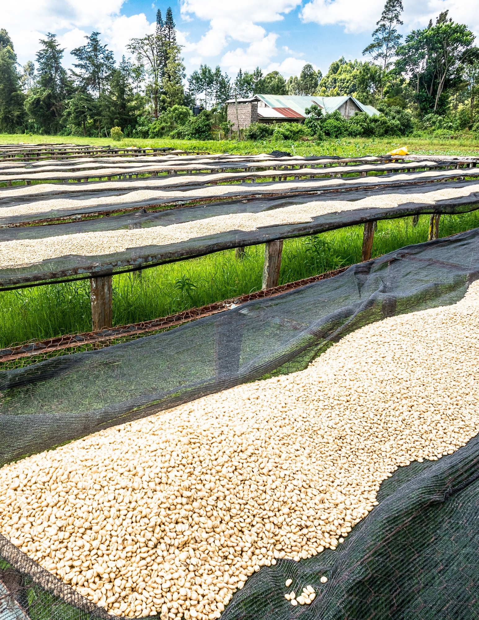 Gust Coffee Roasters - Ngandu Filter Coffee Kenya Drying