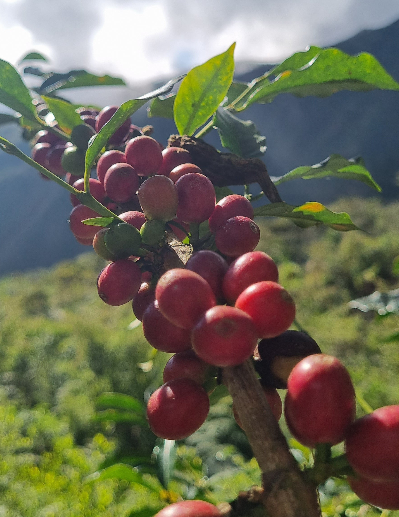 Gust Coffee Roasters - Yolanda Cabrera Peru Espresso Coffee Ripe Cherries