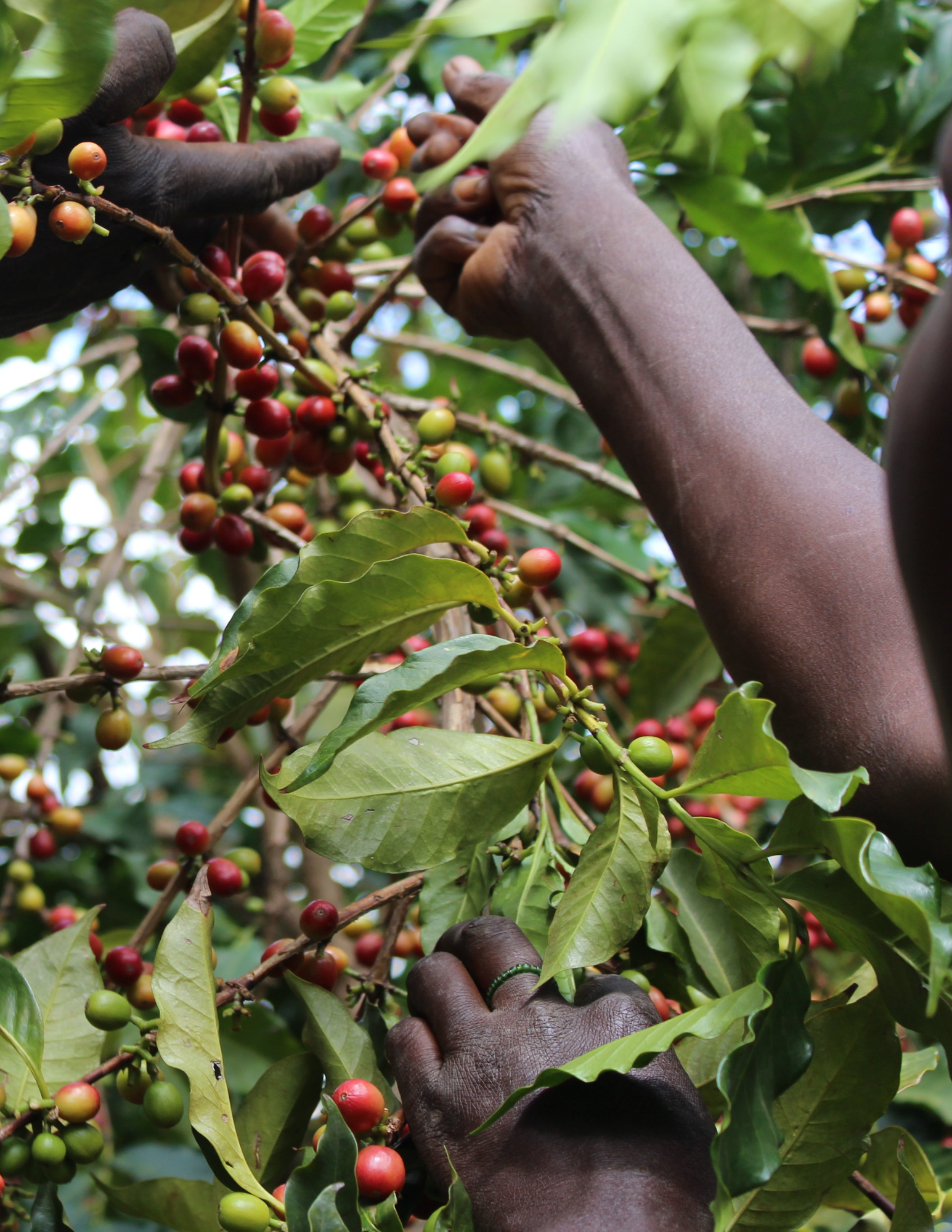 Gust Coffee Roasters - Butegana Burundi Filter Coffee Tree