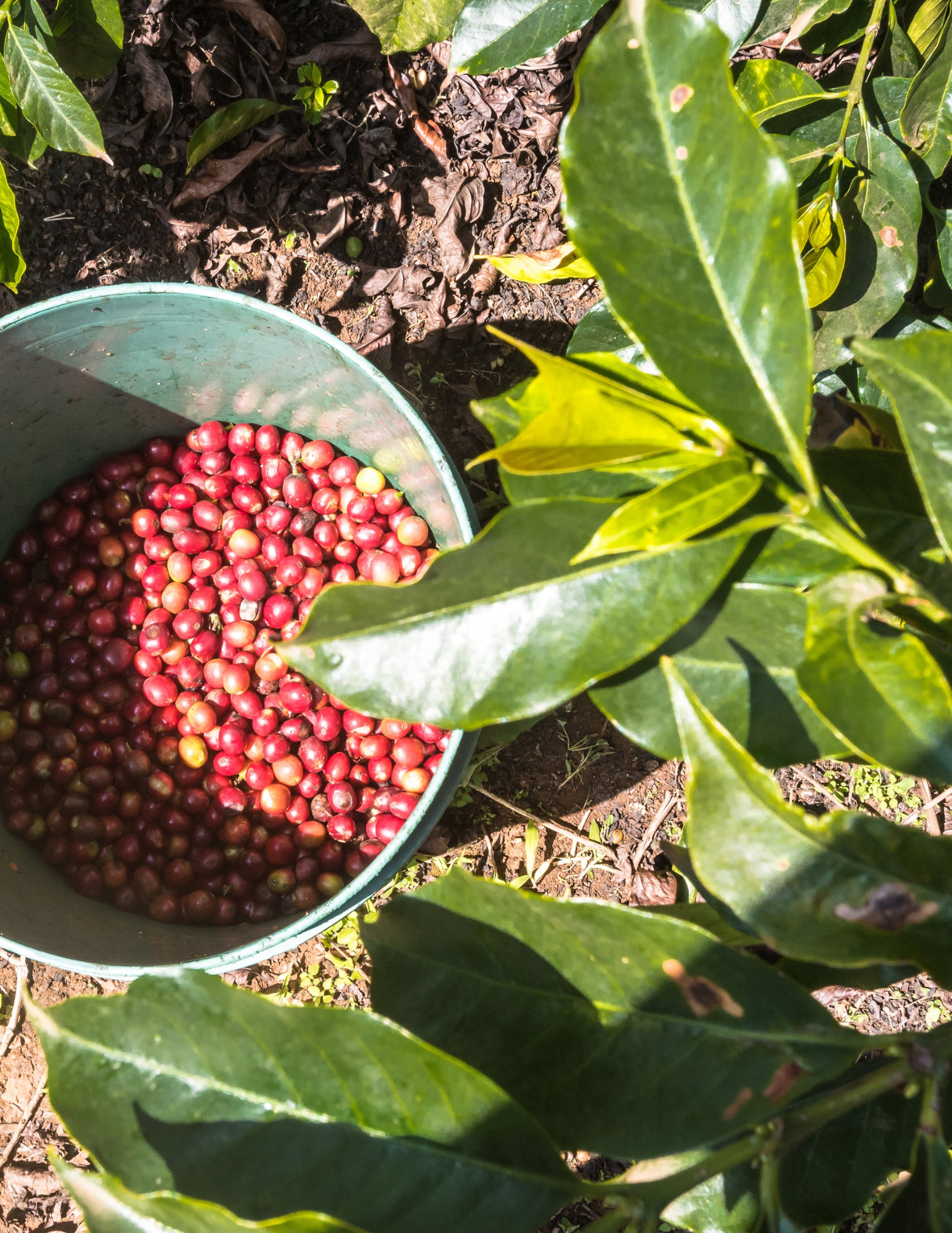 Gust Coffee Roasters - Ngandu Filter Coffee Kenya Coffee Cherries