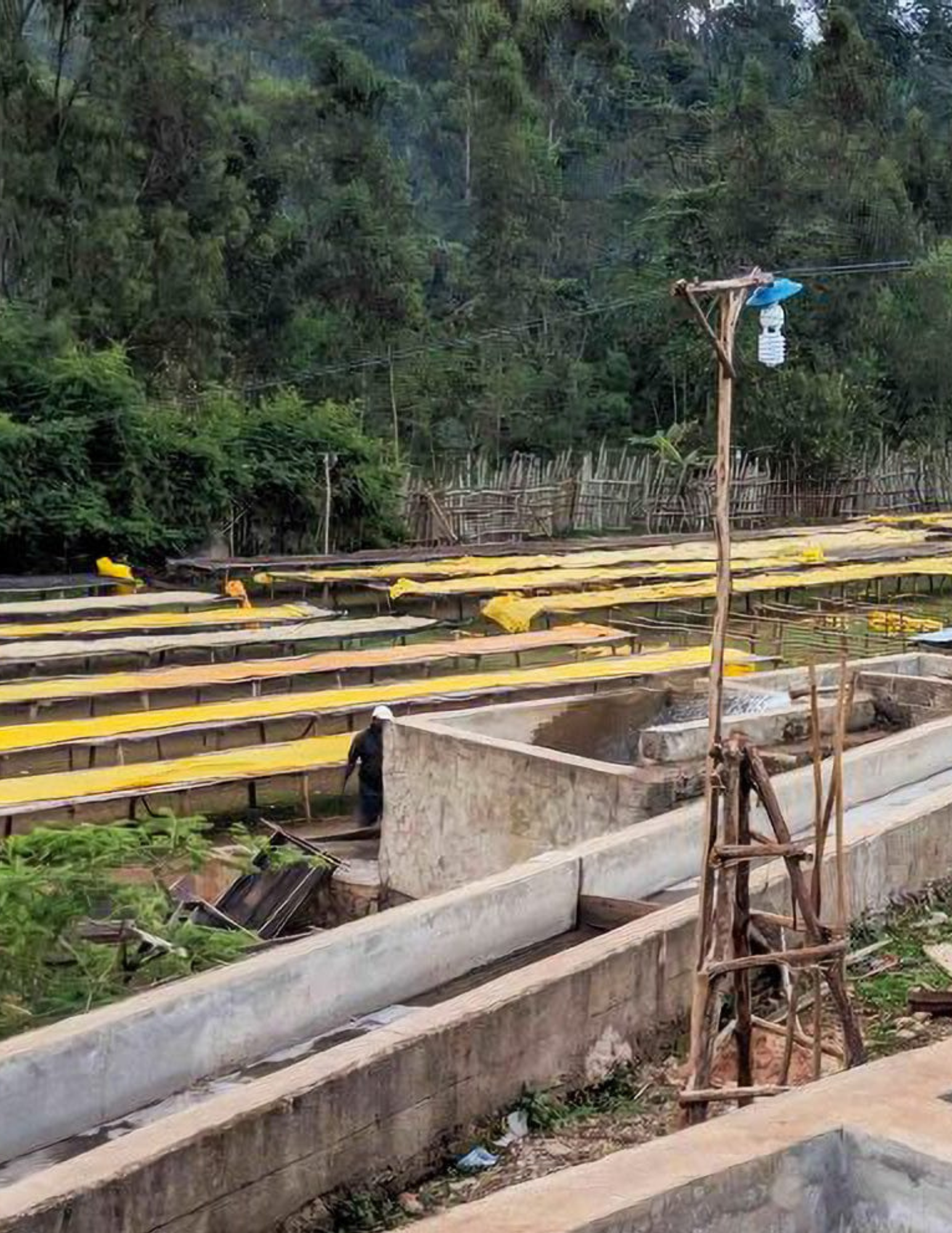 Gust Coffee Roasters - Koke Filter Coffee Ethiopia Washing Station