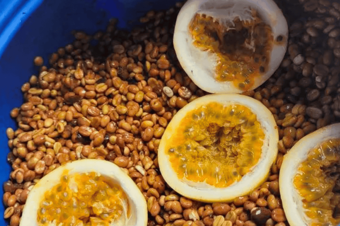 From Cherry to Cup - Co-Fermentation: Innovation or Flavour Engineering?
