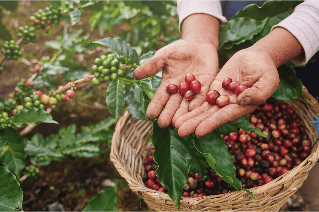 Ethical Coffee