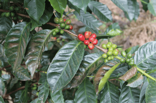 Coffee Cultivars: Part Eight - Geisha