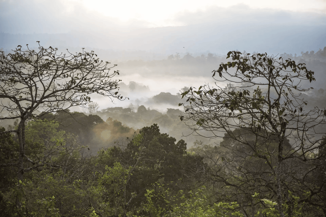 What is 'terroir' in coffee, and why does it matter?