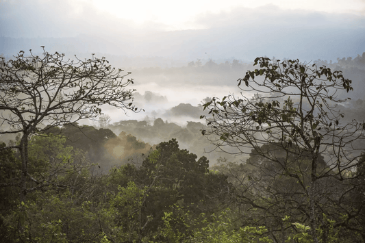 What is 'terroir' in coffee, and why does it matter?