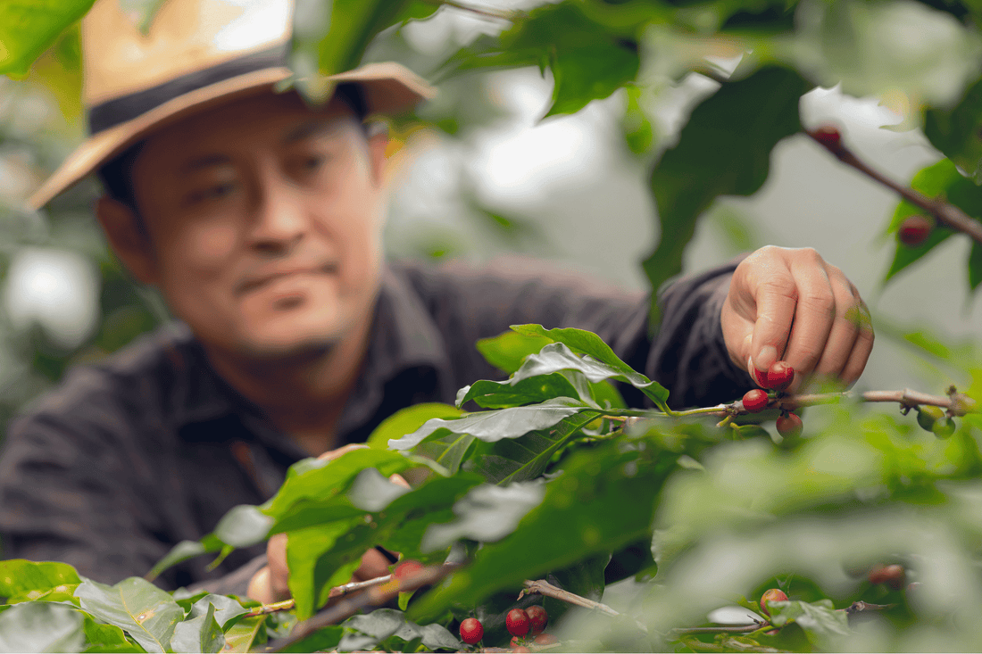 Deep Dive into Chinese Coffee