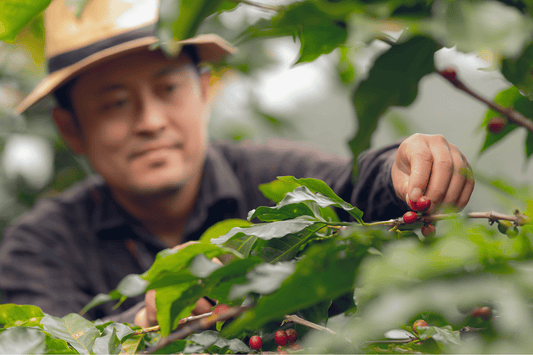 Deep Dive into Chinese Coffee