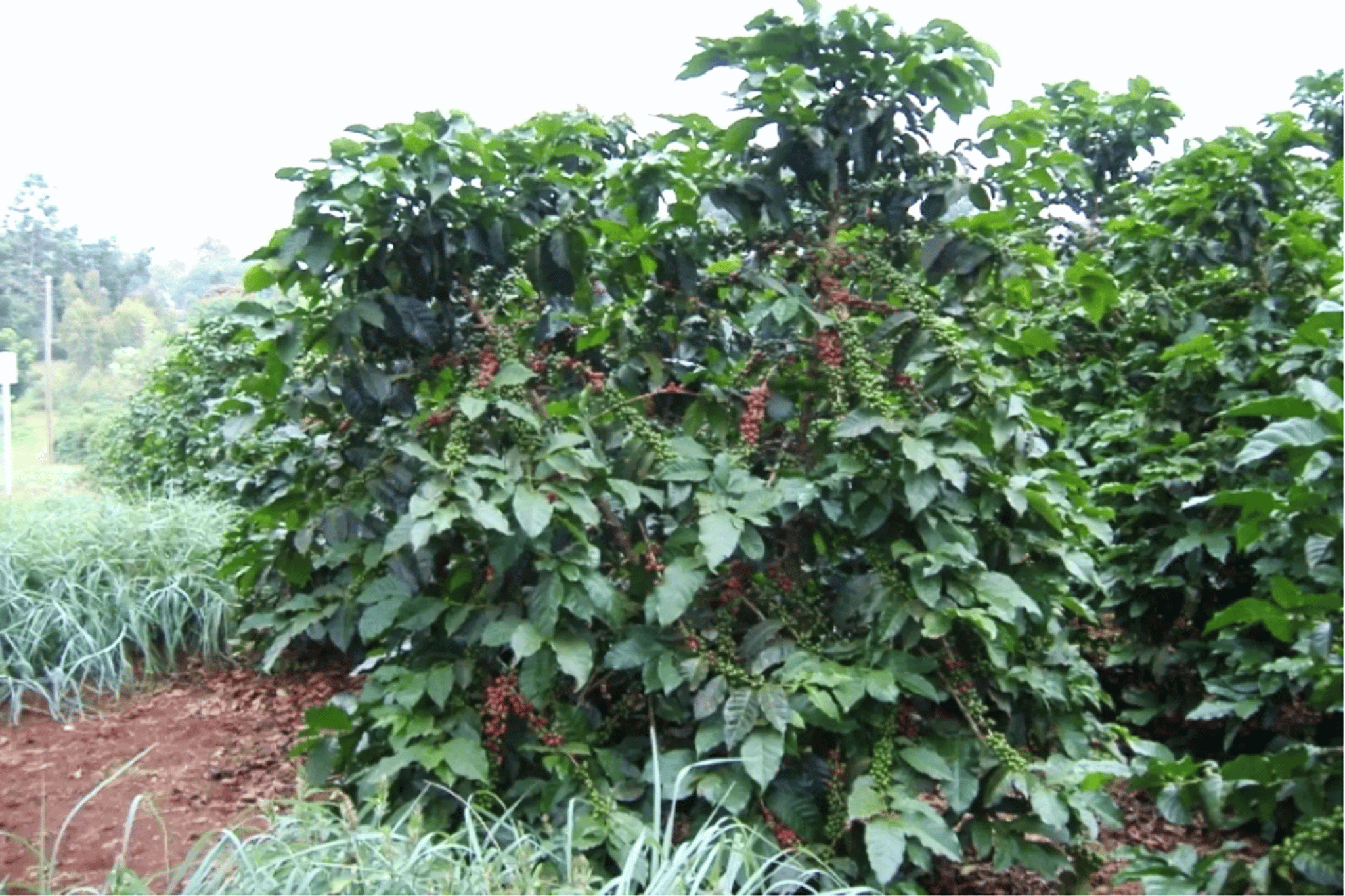 Coffee Cultivars: Part Five — Ruiru 11