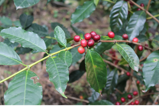 Coffee Cultivars: Part Two - Typica