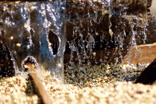 From Cherry to Cup - Washed Processing: The Pursuit of Clarity