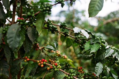 Parcel - AB Inoi Ndimi Filter Coffee Kenya Coffee Tree