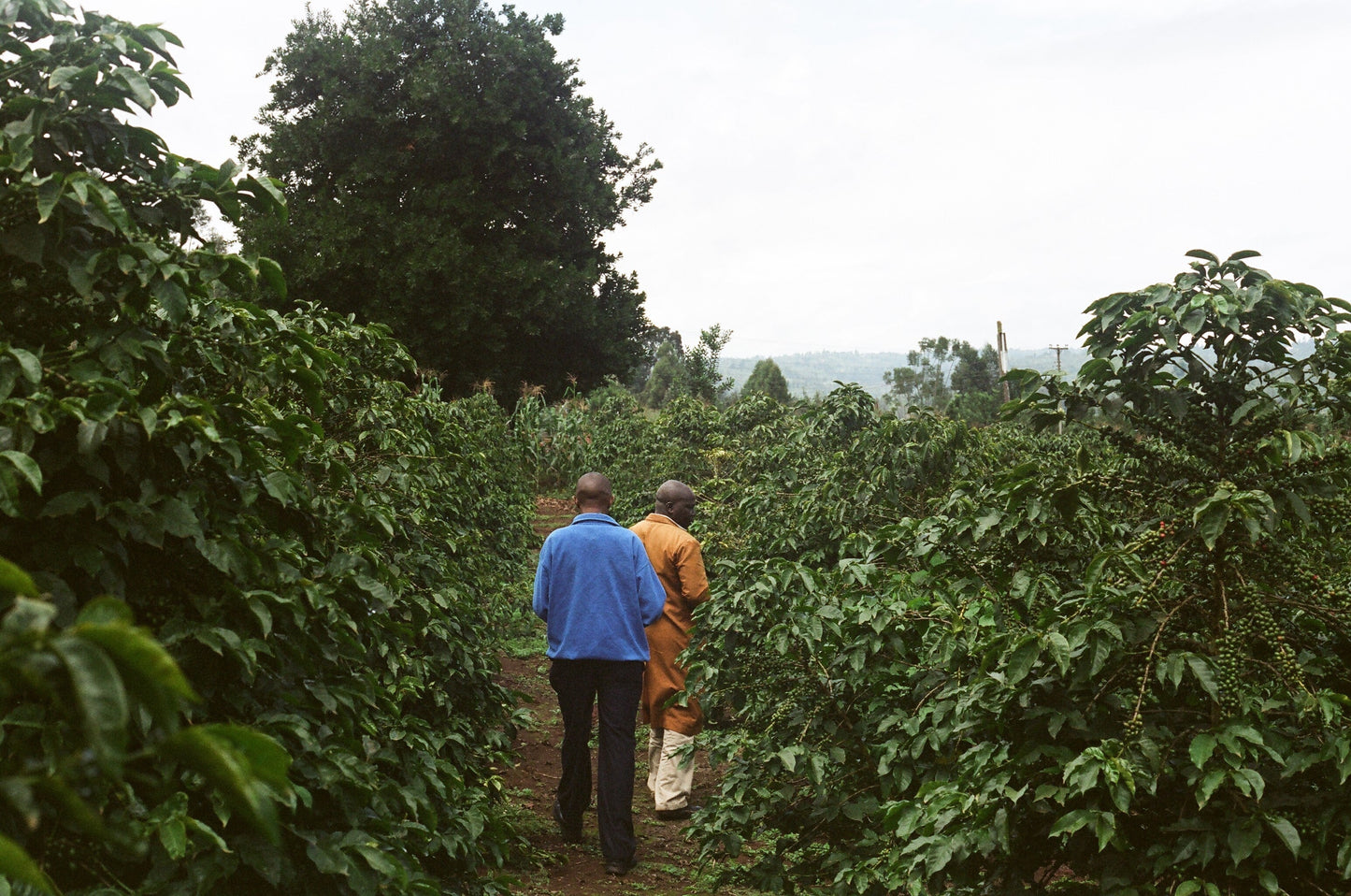 Parcel - KEN003 AB Gicherori Filter Coffee Kenya Farm