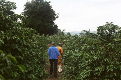 Parcel - KEN003 AB Gicherori Filter Coffee Kenya Farm