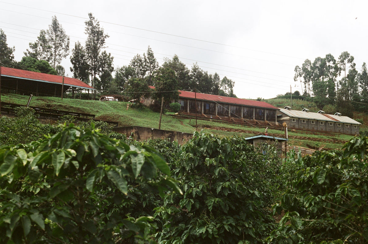 Parcel - AB Inoi Ndimi Filter Coffee Kenya Farm