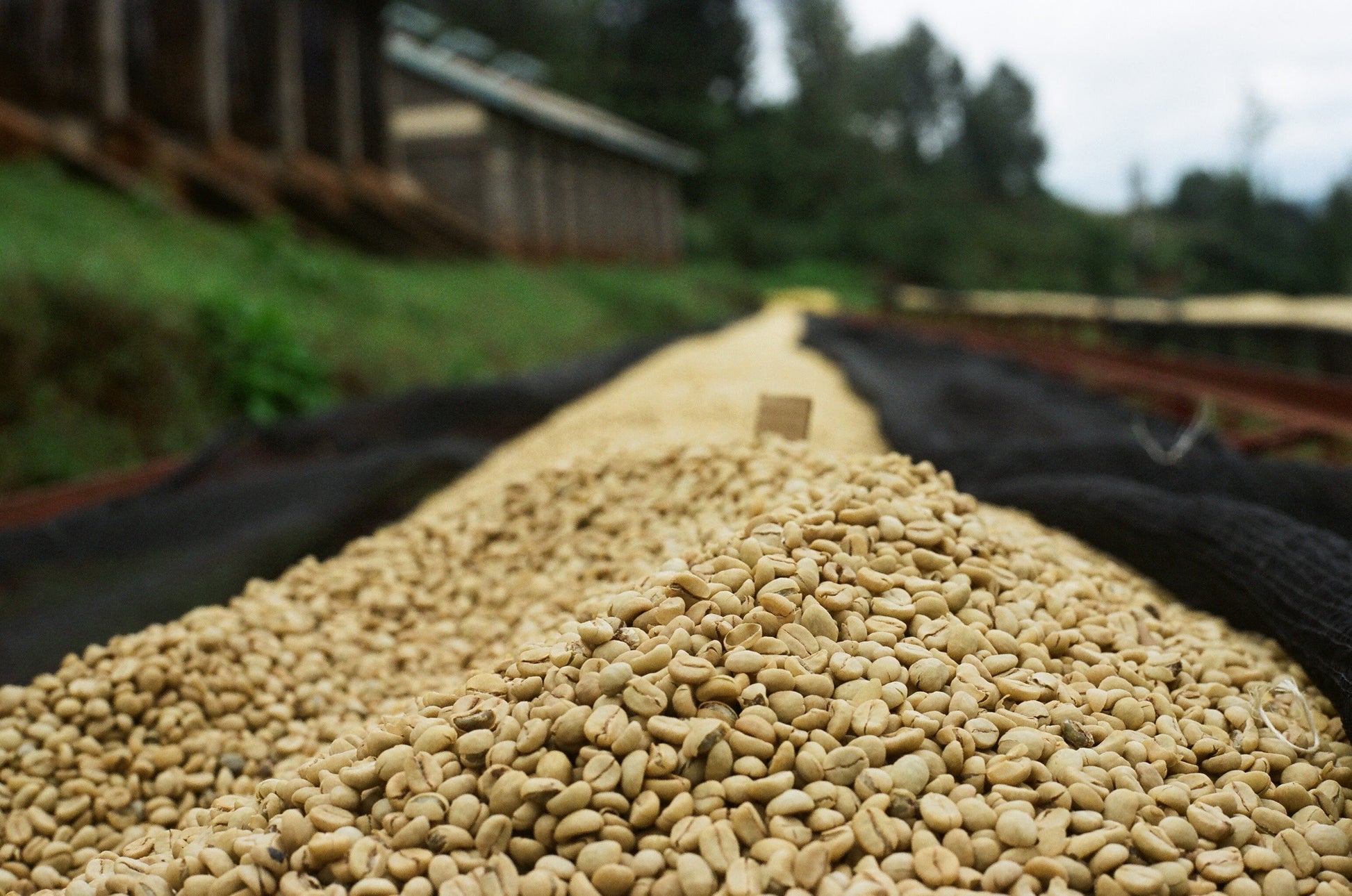 Parcel - KEN-002 AA Riakiberu Specialty Coffee Kenya Drying