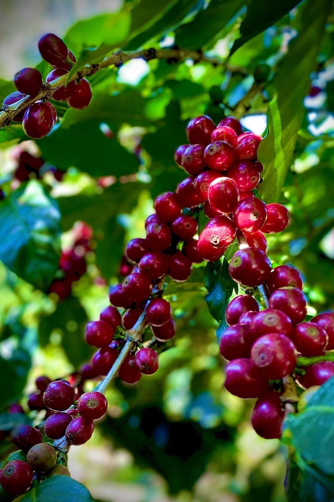 Costa Rica - Los Campos | filter - Gust Coffee Roasters