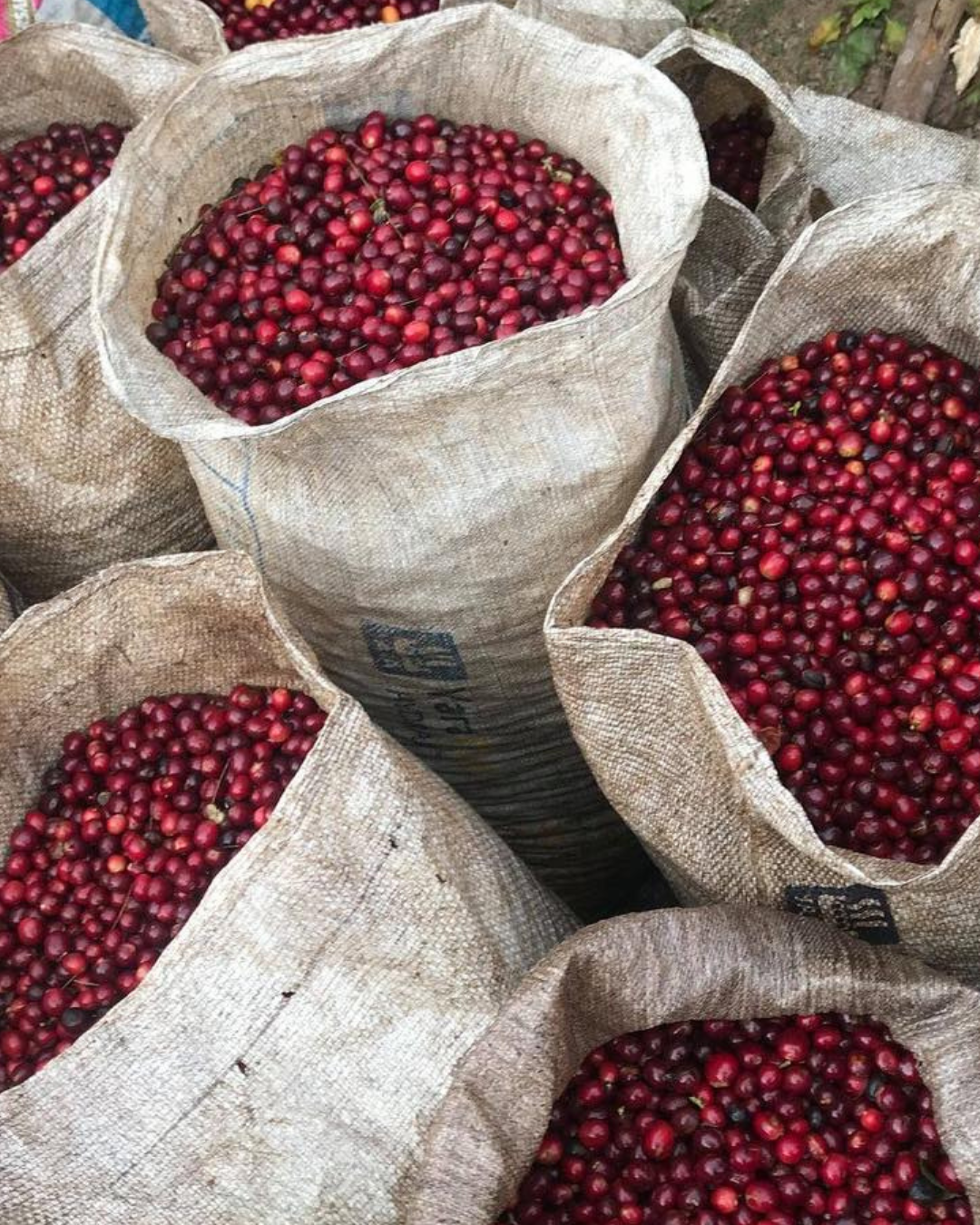 Costa Rica - Los Campos | filter - Gust Coffee Roasters