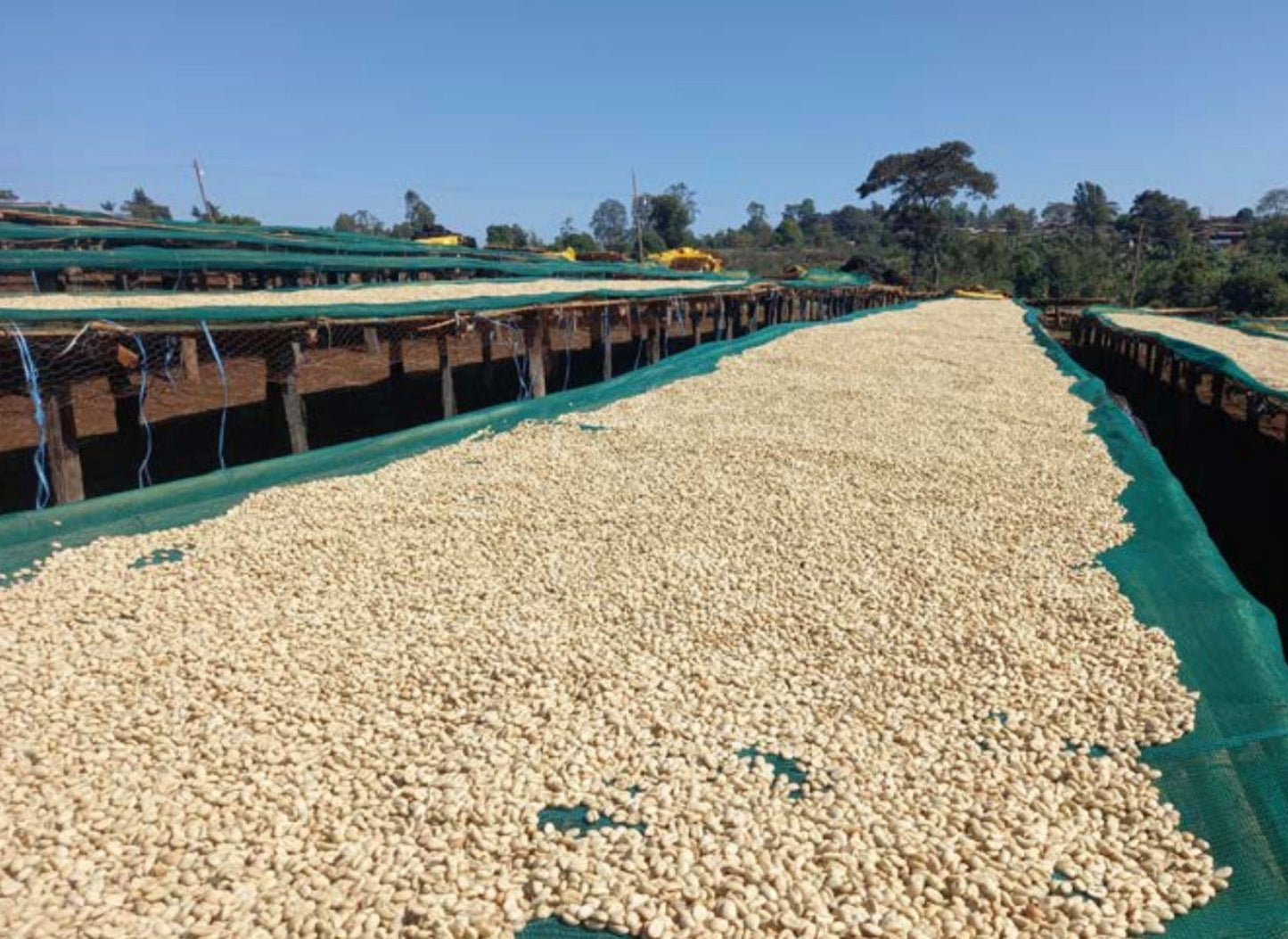 Parcel - ETH-004 Bildimoo Chelchele Specialty Coffee Ethiopia Drying