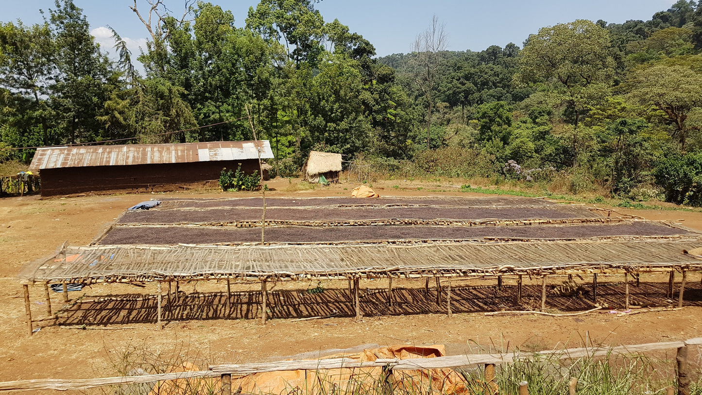 Parcel - ETH-007 | Burtukaana Goro Bedesa Specialty Coffee Ethiopia Drying