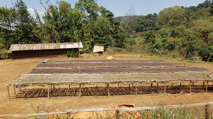 Parcel - ETH-007 | Burtukaana Goro Bedesa Specialty Coffee Ethiopia Drying