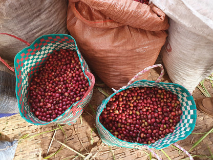 Cafes Muda - Daanissa Ethiopian Specialty Coffee Coffee Cherries