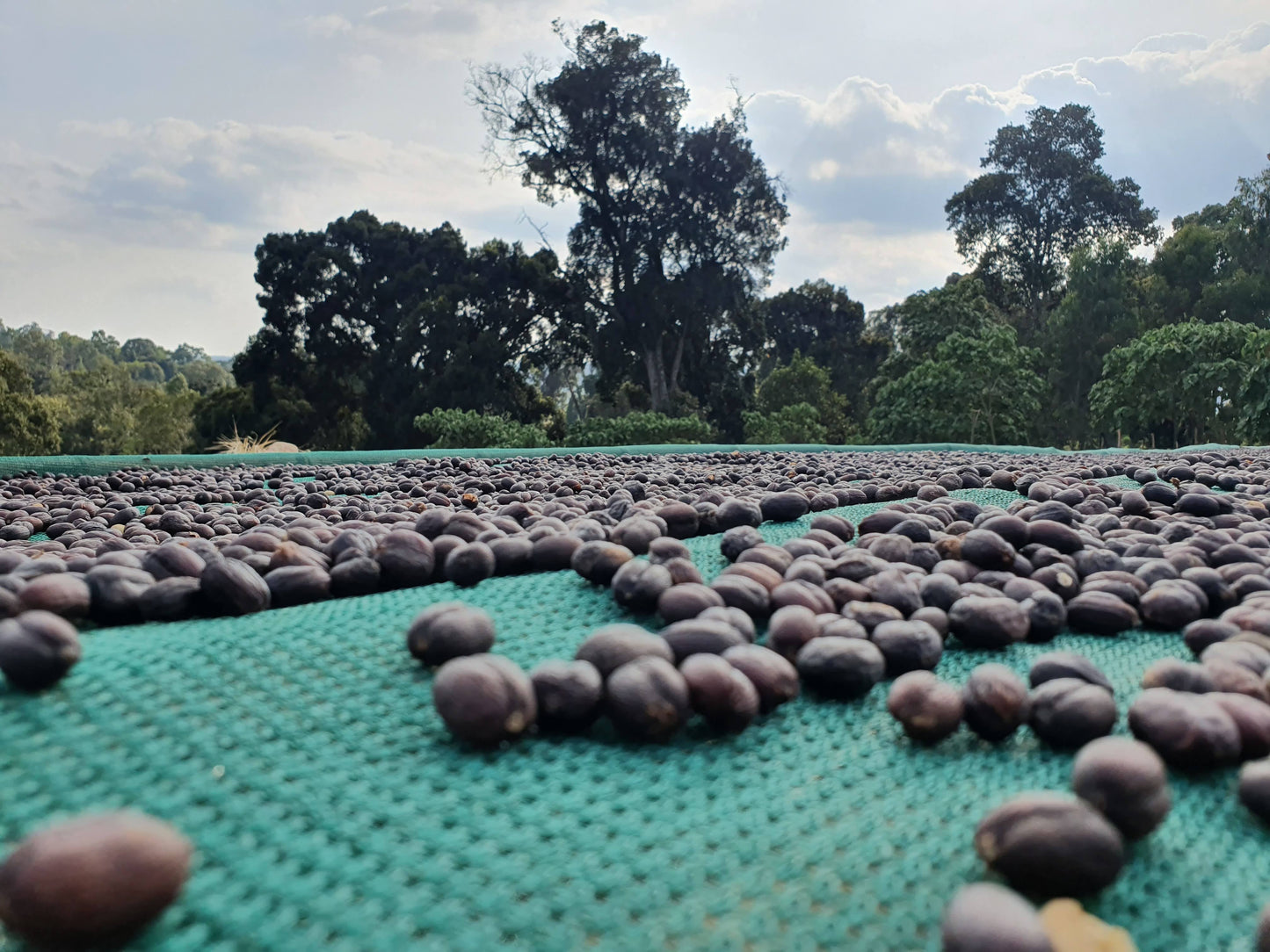 Cafes Muda - Daanissa Ethiopian Specialty Coffee Drying beds