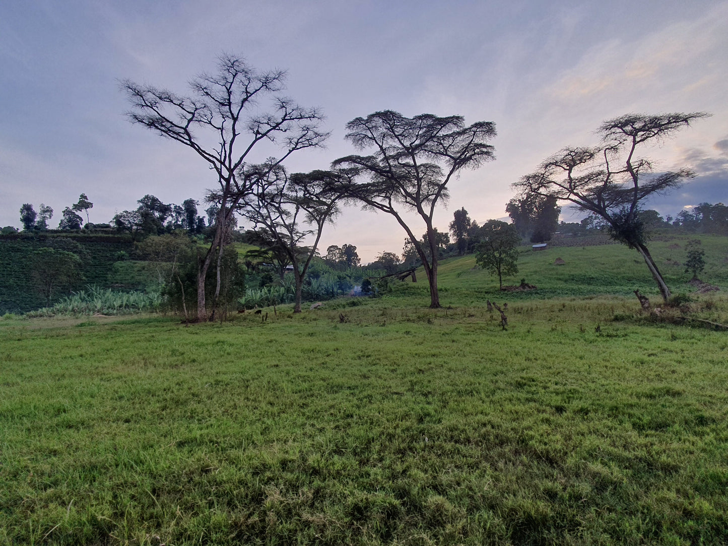 Cafes Muda - Daanissa Ethiopian Specialty Coffee Farm