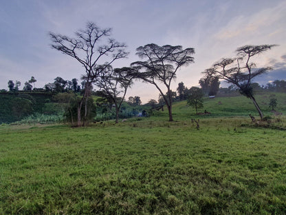 Cafes Muda - Daanissa Ethiopian Specialty Coffee Farm