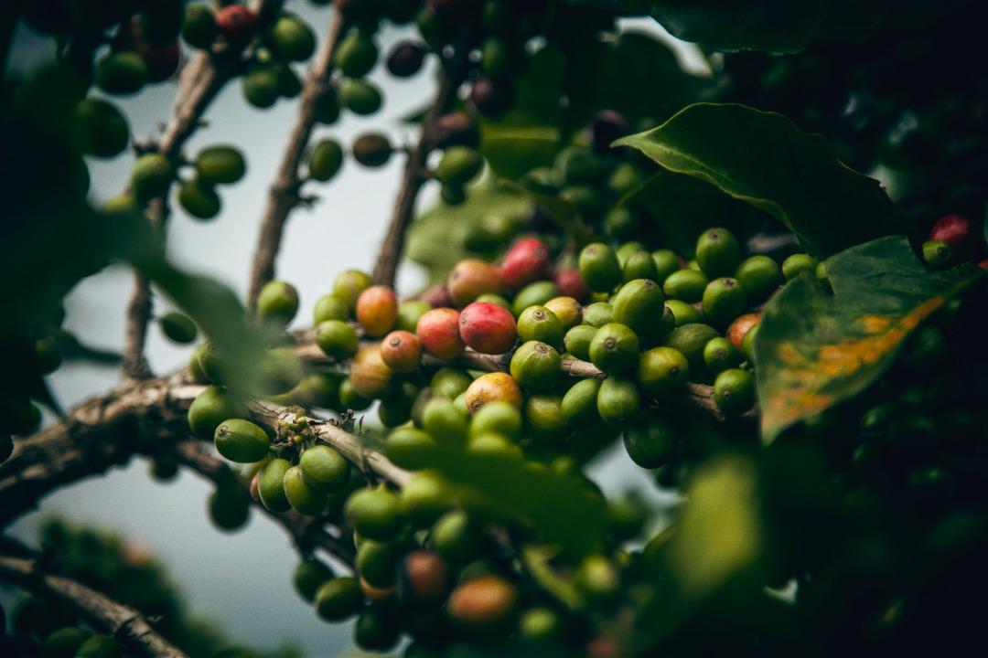 Cafes Muda Gitesi Rwanda Specialty Coffee Cherries